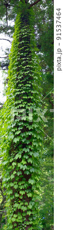 木の幹に絡むつる性植物ツタ 91537464