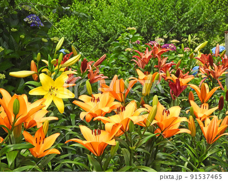 夏に咲く華やかな大輪のオレンジ色の百合の花 夏に咲く華やかな大輪のオレンジ色の百合の花 91537465