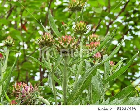 キク科の多年草食用にもなるカルドン 91537466