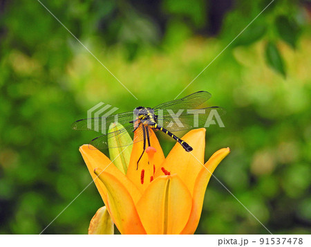 百合の花にとまる大型のトンボオニヤンマ 91537478