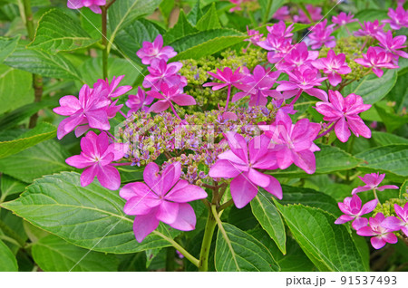 八重咲きの紫陽花ピンク色のダンスパーティー 91537493