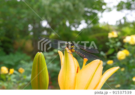 百合の花にとまる大型のトンボオニヤンマ 91537539