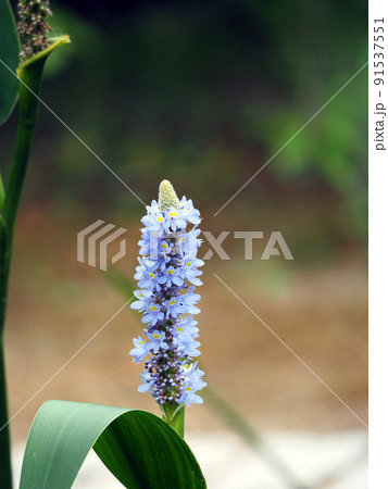 夏に青い花が咲く多年草の水生植物ナガバミズアオイの写真素材 