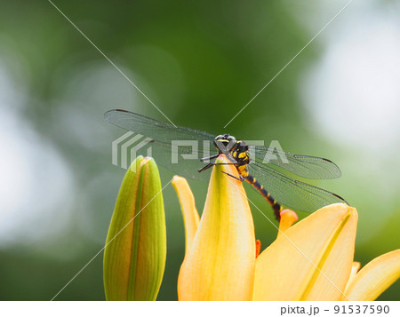 百合の花にとまる大型のトンボオニヤンマ 91537590