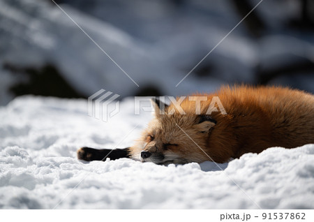 雪上のキタキツネ　冬の動物 91537862