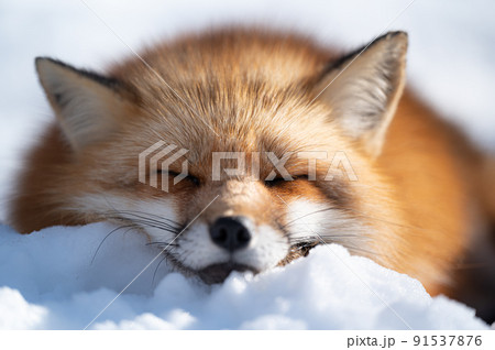 雪上のキタキツネ　冬の動物 91537876
