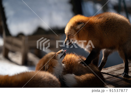 キタキツネ　冬の動物 91537877