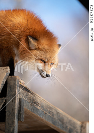 キタキツネ　冬の動物 91537878
