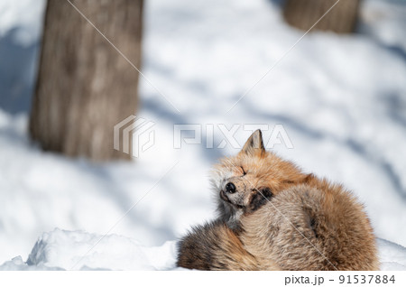 雪上のキタキツネ 冬の動物 雪上のキタキツネ 冬の動物 91537884