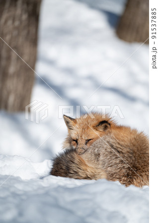 雪上のキタキツネ 冬の動物 雪上のキタキツネ 冬の動物 91537885