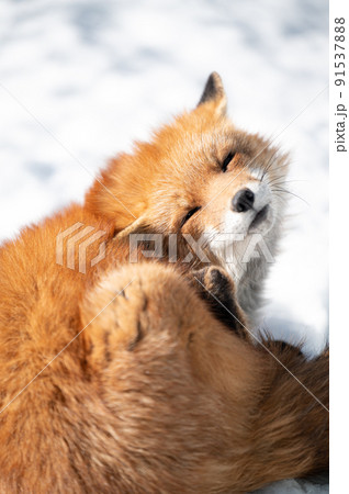 雪上のキタキツネ 冬の動物 雪上のキタキツネ 冬の動物 91537888