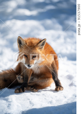 雪上のキタキツネ 冬の動物 雪上のキタキツネ 冬の動物 91537900