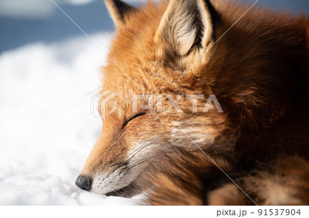雪上のキタキツネ 冬の動物 雪上のキタキツネ 冬の動物 91537904