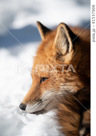 雪上のキタキツネ　冬の動物 91537906