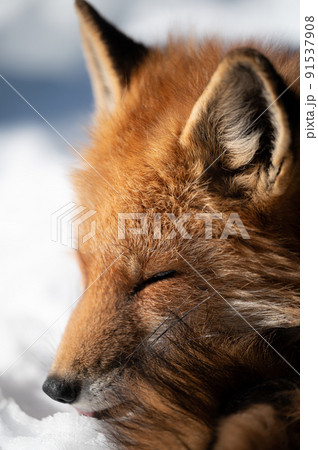 雪上のキタキツネ 冬の動物 雪上のキタキツネ 冬の動物 91537908