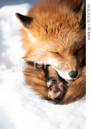 雪上のキタキツネ 冬の動物 雪上のキタキツネ 冬の動物 91537914