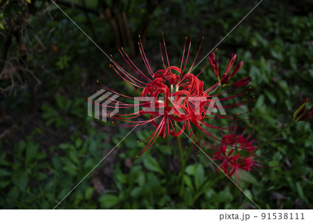 彼岸花の季節 91538111