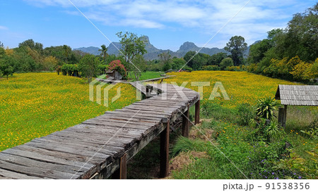 landscape, long wooden walkway Surrounded by yellow starburst (Cosmos sulphureus) flowers 91538356