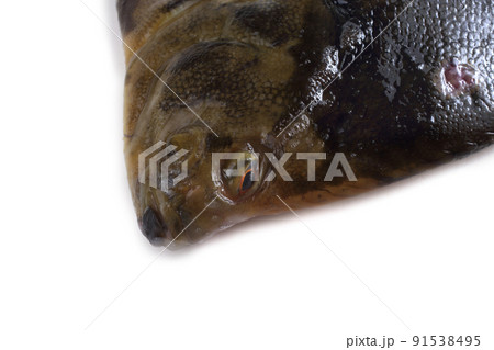 Rock sole. Flounder variety 91538495