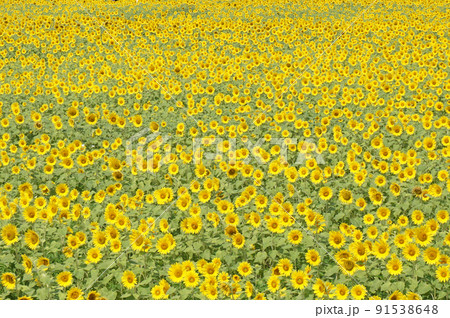 夏を彩る美しいひまわり, 小野市, 兵庫県, 日本 91538648