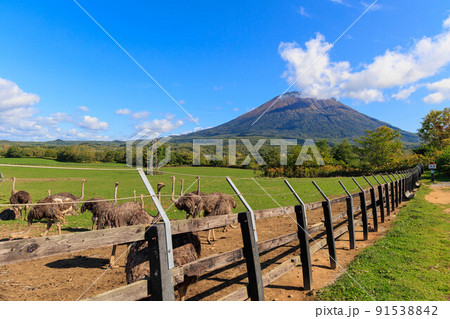 羊蹄山バックのダチョウ牧場「北海道」 91538842