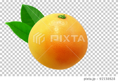 Pink grapefruit illustration real Pink grapefruit illustration real 91538928