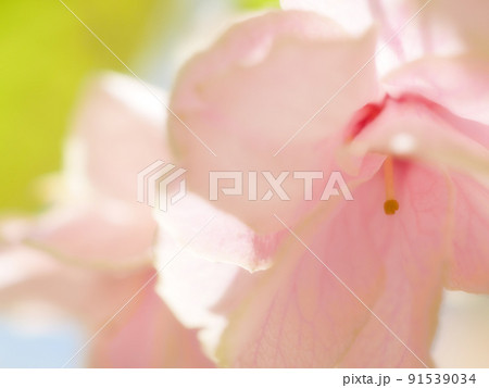 紅変した緑の桜の花びらのクローズアップイメージ ~ソフトフォーカス 紅変した緑の桜の花びらのクローズアップイメージ ~ソフトフォーカス 91539034