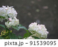 白いアジサイの花、水を背景に 91539095