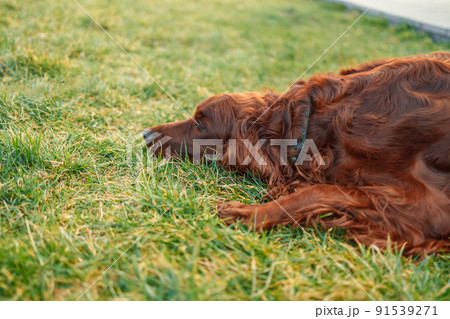 Happy adorable red Irish setter dog sleep in green grass, keeping its ear up. Sunny spring day in park. 91539271