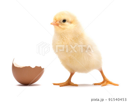 Little chick with egg shell isolated on white background 91540453