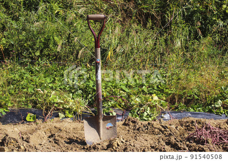 サツマイモ畑とショベル 91540508