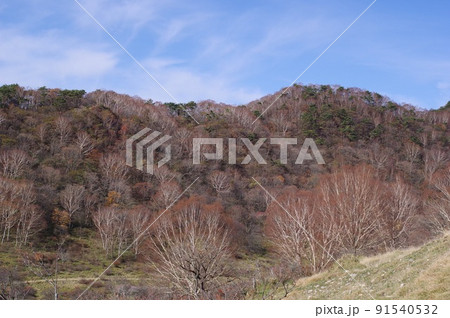 ダケカンバの群生(赤城山周辺) 91540532