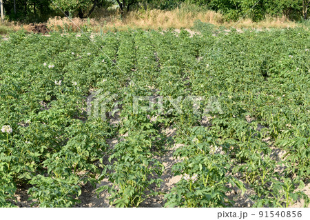 Green tops of potatoes growing in the garden. 91540856