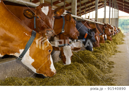 Orange Cows on Farm. Red cows eating hay in the stable at cowshed. Dairy cows on dairy farm, agriculture industry, farming and animal husbandry concept. 91540890