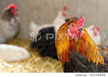 Closeup head portrait of a male chicken or rooster with beautiful orange feathers bright red comb with a blurred bokeh background of henhouse. Closeup head portrait of a male chicken or rooster with beautiful orange feathers bright red comb with a blurred bokeh background of henhouse. 91540896