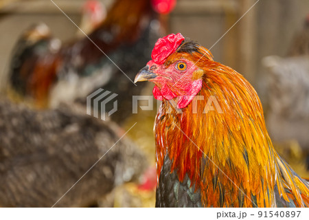 Closeup head portrait of a male chicken or rooster with beautiful orange feathers bright red comb with a blurred bokeh background of henhouse. Closeup head portrait of a male chicken or rooster with beautiful orange feathers bright red comb with a blurred bokeh background of henhouse. 91540897