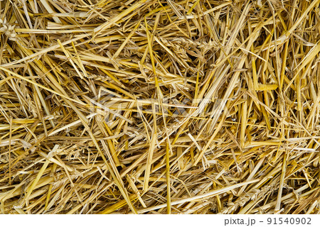 texture of dry straw. Yellow dry hay background close-up. texture of dry straw. Yellow dry hay background close-up. 91540902