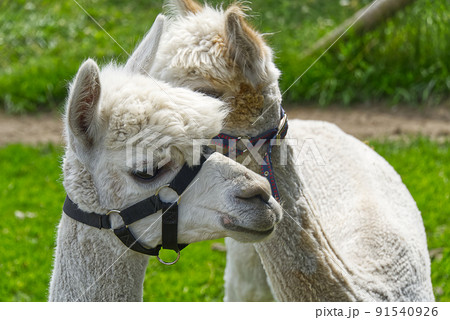 white cute alpaca in a green grass field on a sunny summer day. 91540926