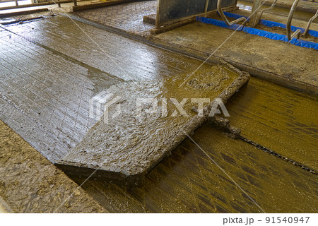 automation cleaning of faeces in dairy farm, agriculture industry. 91540947