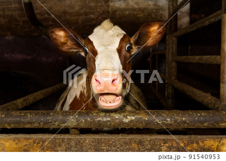 Funny and happy cute baby calf, funny photo great for use with wow memes. Funny shootof wondering orange calf in farm. 2021 Funny and happy cute baby calf, funny photo great for use with wow memes. Funny shootof wondering orange calf in farm. 2021 91540953