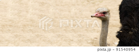 Portrait of a ostrich close-up. Ostrich head Struthio camelus. Portrait of a ostrich close-up. Ostrich head Struthio camelus. 91540954