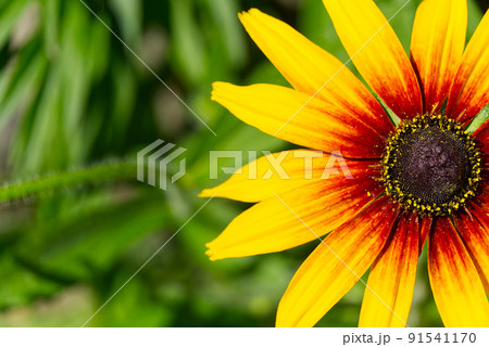 Campfire Rudbeckia, close up. Rudbeckia hirta, black-eyed rudbeckia, Bold golden perennial. selective focus. 91541170
