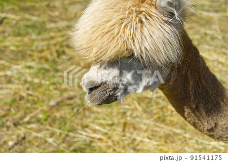 Close up portrait of a brown alpaca standing in the green summer meadow. 91541175