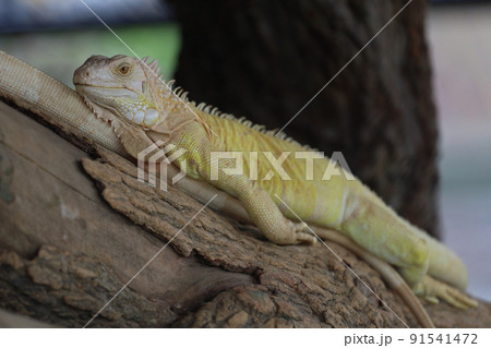 close up Iguana on dry wood 91541472