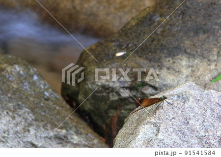 清流に生息している ミヤマカワトンボ 91541584