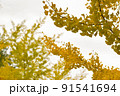 イチョウ 91541694