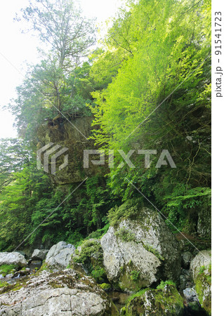 愛媛県内子町 小田深山渓谷 腰のばし岩 愛媛県内子町 小田深山渓谷 腰のばし岩 91541723