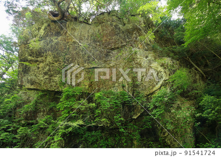 愛媛県内子町 小田深山渓谷 腰のばし岩 愛媛県内子町 小田深山渓谷 腰のばし岩 91541724