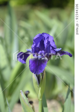 Standard Dwarf Bearded Iris Brannigan 91544106