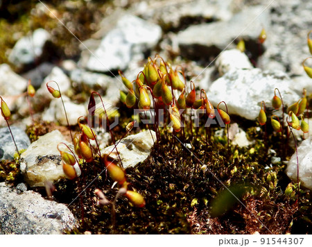 マエバラマゴケ マエバラマゴケ 91544307